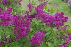 Redbud_CH_1
