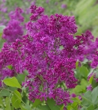 Redbud_CH_2