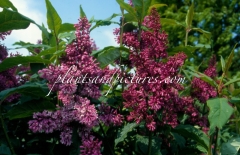 Redwine_2011_BN_RHT_1