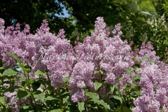 Redwine_2011_BN_RHT_2