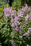 Redwine_2011_BN_RHT_3