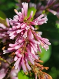 Redwine_20210531_HP_MLD_4