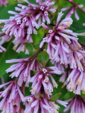Redwine_20210531_HP_MLD_5