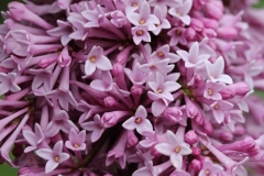 Redwine_TP_3