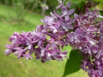 Renoncule_201906_RBG_MLD