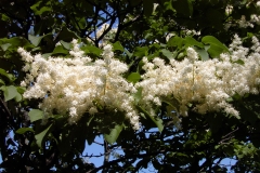 reticulata reticulata