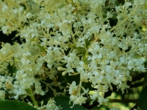 reticulata_20170531_DA_MLD_5