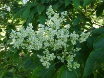reticulata_20200608_DA_MLD_10