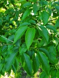 reticulata_20200608_DA_MLD_2