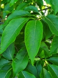 reticulata_20200608_DA_MLD_3