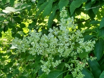reticulata_20200608_DA_MLD_5