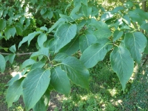 reticulata_20200608_DA_MLD_6