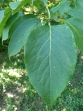 reticulata_20200608_DA_MLD_7
