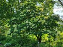 reticulata_20210604_DA_MLD_age_47