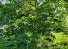 reticulata_20210604_DA_MLD_age_47_2