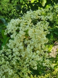 reticulata_20210604_DA_MLD_age_47_3