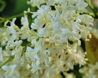 reticulata_20210604_DA_MLD_age_47_4
