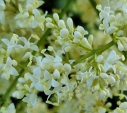 reticulata_20210604_DA_MLD_age_47_5