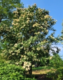 reticulata_20210604_DA_MLD_no._2_age_47