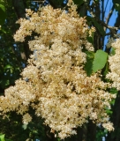 reticulata_20210604_DA_MLD_no._2_age_47_2