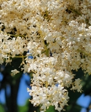reticulata_20210604_DA_MLD_no._2_age_47_3