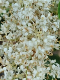 reticulata_20210604_DA_MLD_no._2_age_47_4