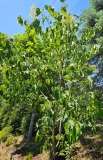 reticulata_20230529_MLD_MLD_1