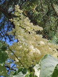 reticulata_20230529_MLD_MLD_2