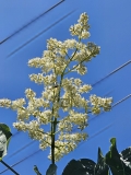 reticulata_20230529_MLD_MLD_3