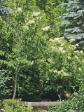 reticulata_20240520_MLD_MLD