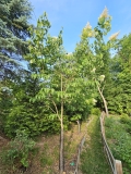 reticulata_20240520_MLD_MLD_2
