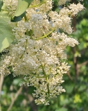 reticulata_20240520_MLD_MLD_3