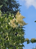 reticulata_20240522_MLD_MLD