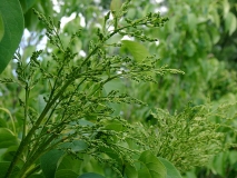 reticulata_reticulata-200105-CU-BB