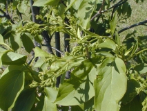 reticulata_reticulata-2003-HP-MM-DM-1