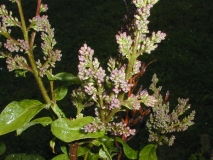 reticulata_reticulata-2003-HP-MM-DM-2
