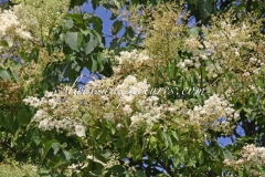 reticulata_reticulata-2009-BN-RHT-1