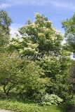 reticulata_reticulata-2009-BN-RHT-3