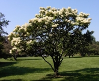 reticulata_reticulata-BP__MW-1