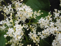 reticulata_reticulata-LNT-1