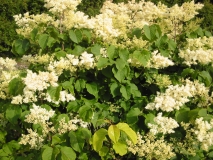 reticulata_reticulata-LNT-2