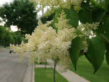 reticulata_reticulata-Madison-WI-BB-1