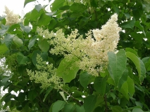 reticulata_reticulata-Madison-WI-BB-2
