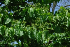 reticulata_reticulata-ZB-1