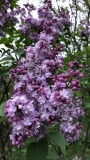 Reva_Ballreich_20200522_MP_KA