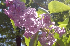 Rhodopea