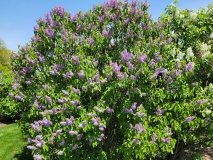 Rhodopea_20210428_NYBG_MLD_1