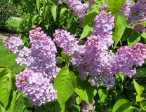 Rhodopea_20210428_NYBG_MLD_2