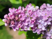 Rhodopea_20210428_NYBG_MLD_3