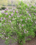 Rhodopea_New_York_ZB